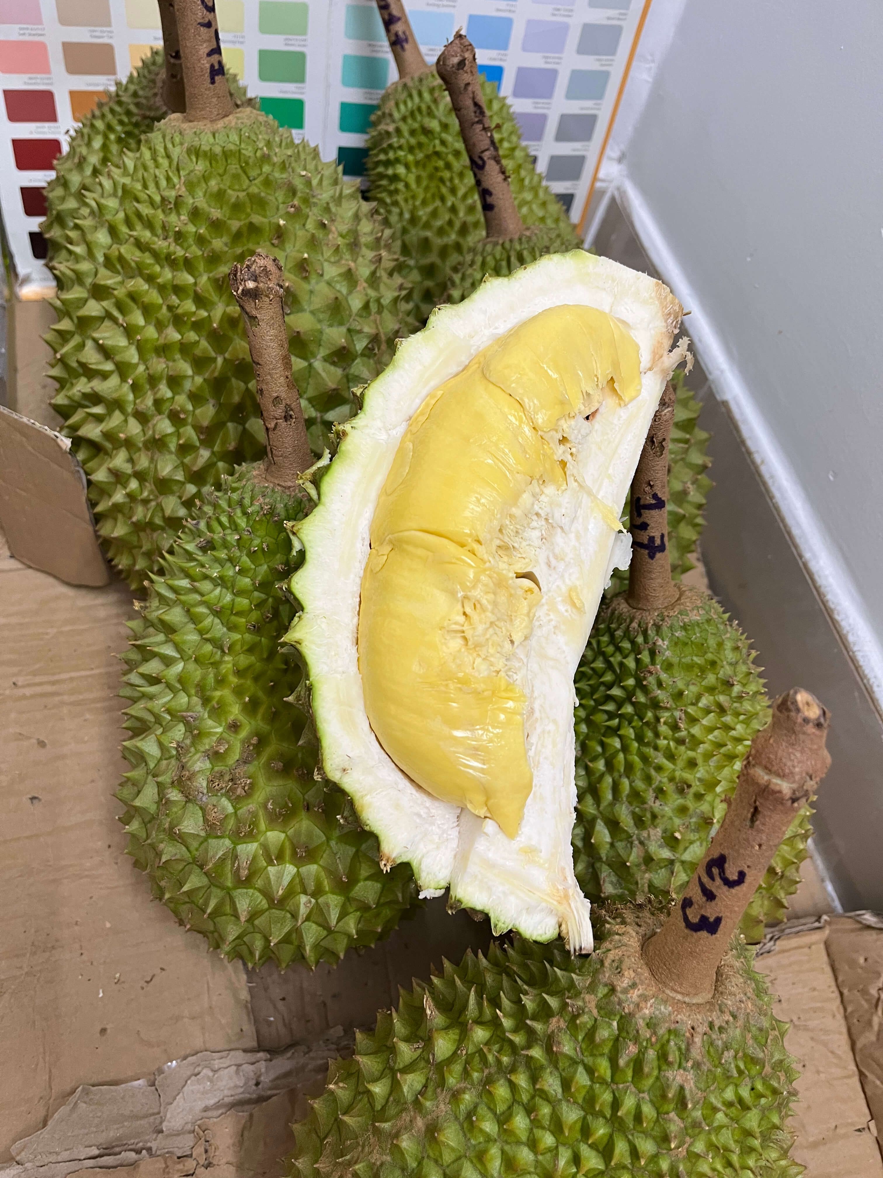 Sầu riêng Musangking Miền Đông Trung Tây Nguyên